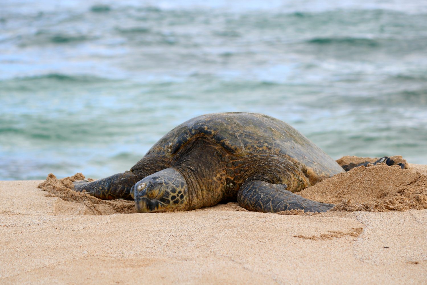 Summer is the best time of year to go turtle watching in oahu. Southern In Law SIL in Hawaii Why You Should Rent a Car in Oahu + Our