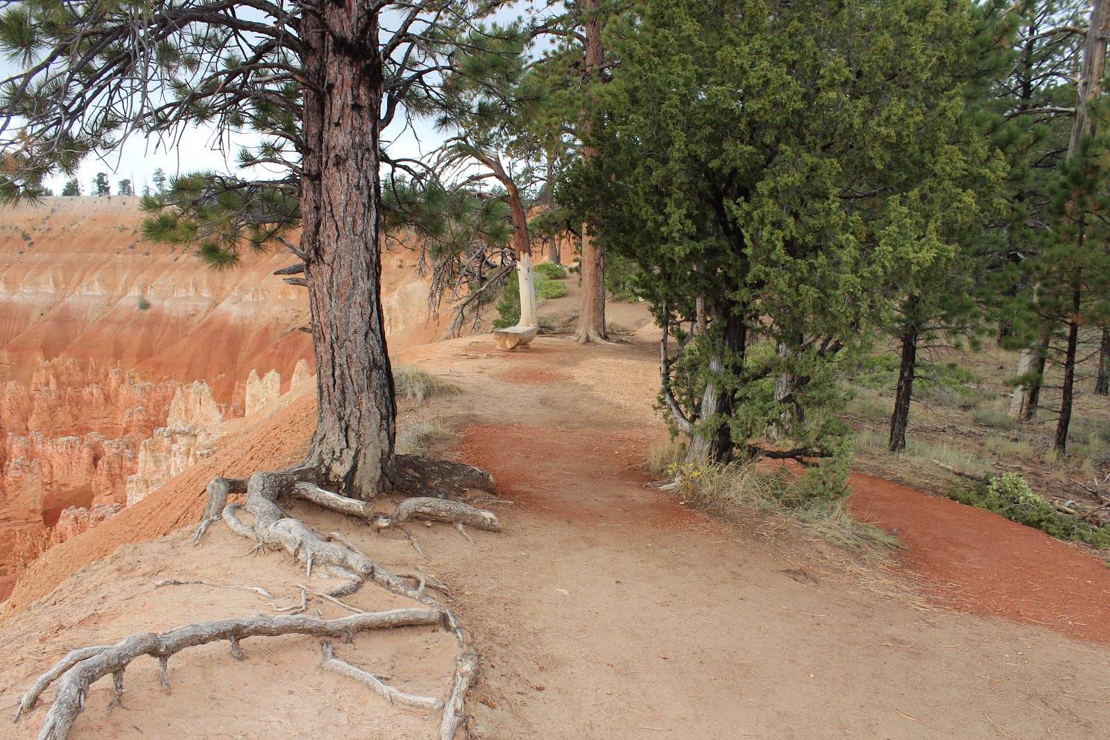 Web rim trail has 2 main routes. Bryce Canyon Rim Trail