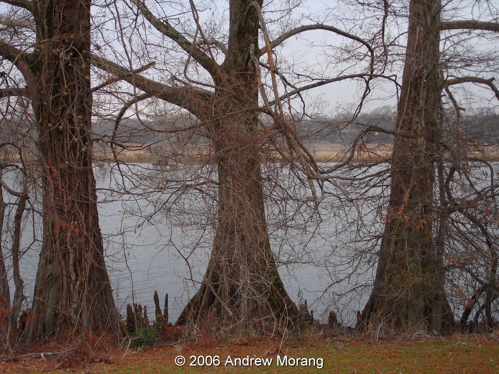 It’s one of the few mississippi country stores that have been in business for over 100 years. Urban Decay Country Store Still in Business Roy's Store, Chatham